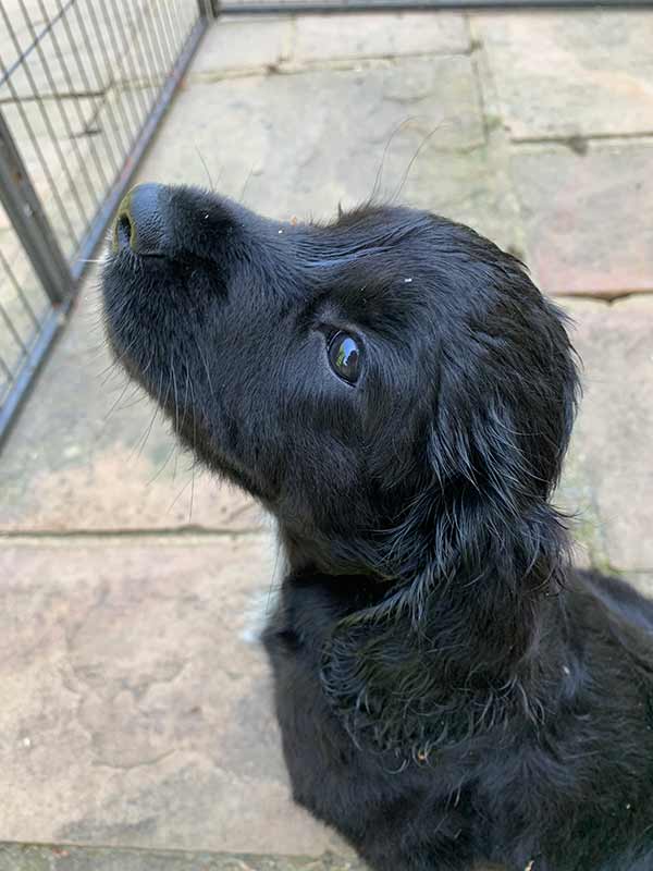 photo of an 8 week old black english cocker spaniel puppy