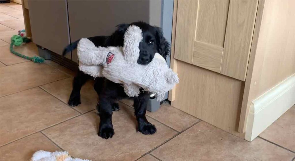 photo of a black english cocker spaniel puppy carrying a grey Kong Knotts teddy