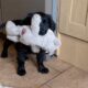 photo of a black english cocker spaniel puppy carrying a grey Kong Knotts teddy