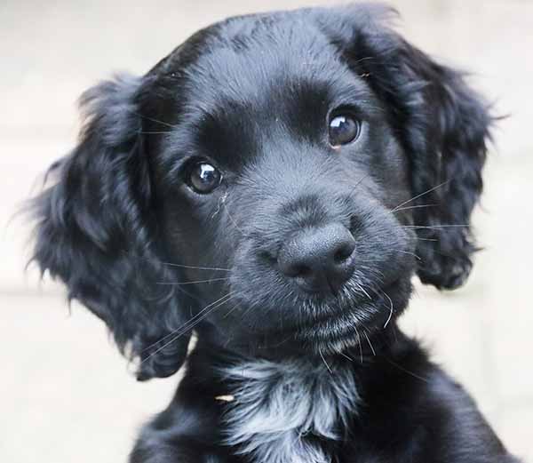 photo of 8 week old english cocker spaniel puppy