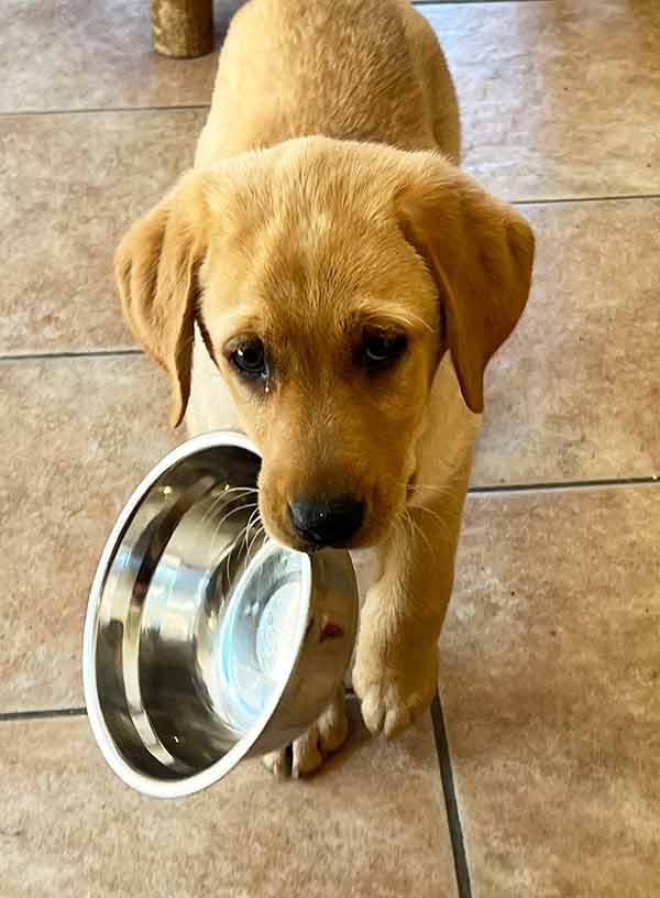 photo of a yellow labrador puppy carrying a stainless steel bowl