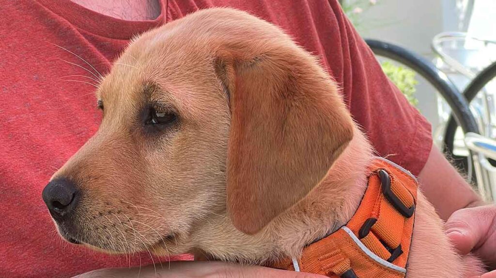 Photo of a ten week old yellow lab puppy wearing an orange harness