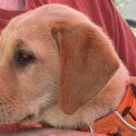 Photo of a ten week old yellow lab puppy wearing an orange harness