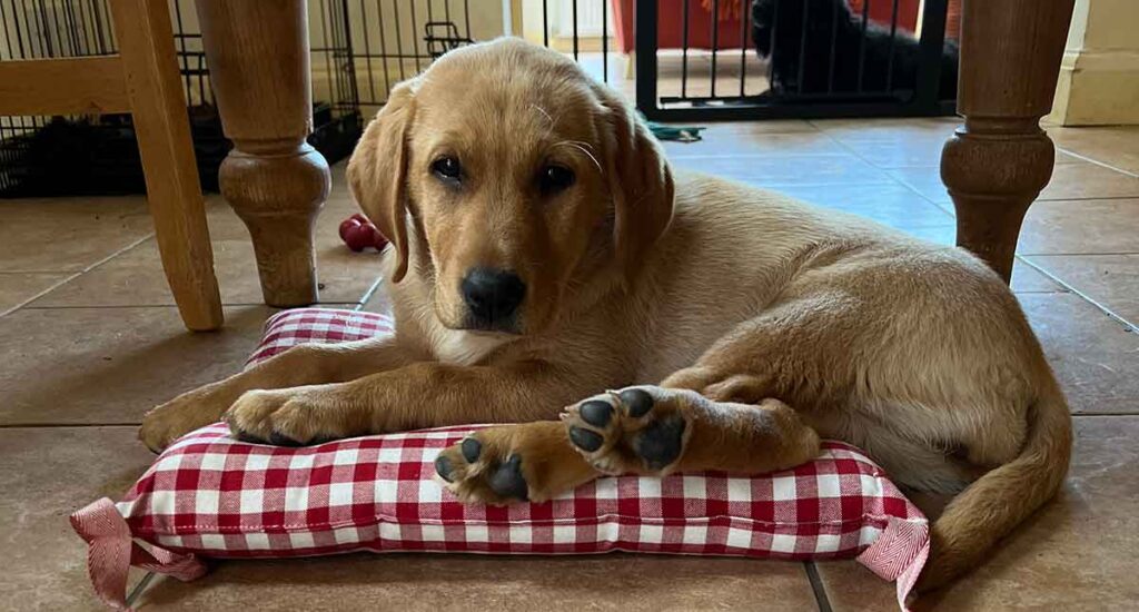 yellow labrador puppy laying on a red gingham throw pillow