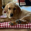 yellow labrador puppy laying on a red gingham throw pillow