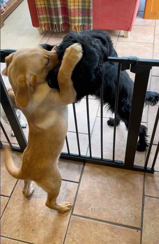 photo of a yellow labrador puppy playing with a black cocker spaniel on the other side of a baby gate