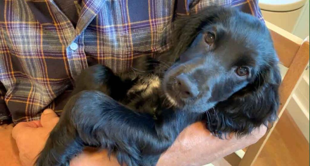 photo of a black cocker spaniel puppy being carried in a person's arms