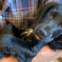 photo of a black cocker spaniel puppy being carried in a person's arms