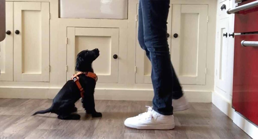 photo of a black english cocker spaniel puppy in an orange harness, looking up at their trainer