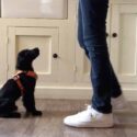 photo of a black english cocker spaniel puppy in an orange harness, looking up at their trainer