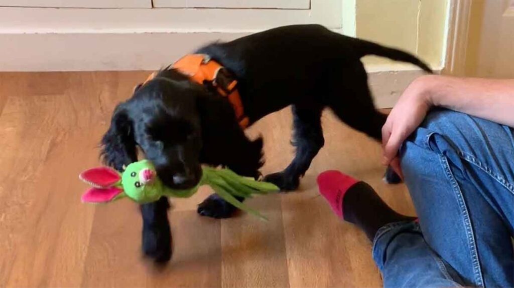 photo of a black english cocker spaniel puppy with a green toy