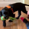 photo of a black english cocker spaniel puppy with a green toy