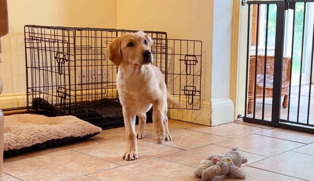 photo of a yellow labrador puppy in front of a dog crate