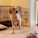 photo of a yellow labrador puppy in front of a dog crate