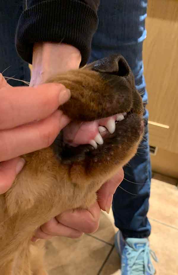 photo of retained puppy teeth in yellow Labrador puppy's mouth