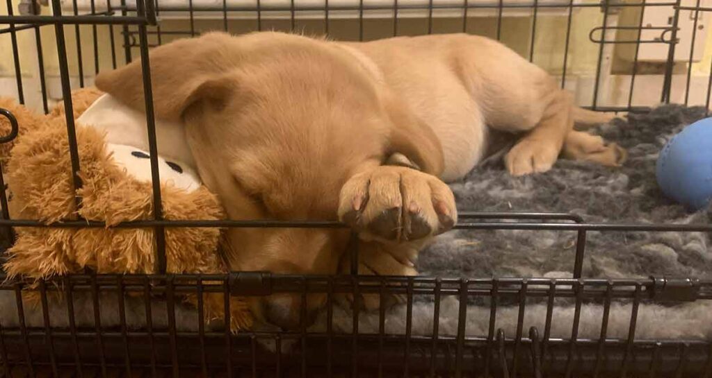 photo of a yellow Labrador puppy asleep in a crate 