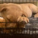 photo of a yellow Labrador puppy asleep in a crate