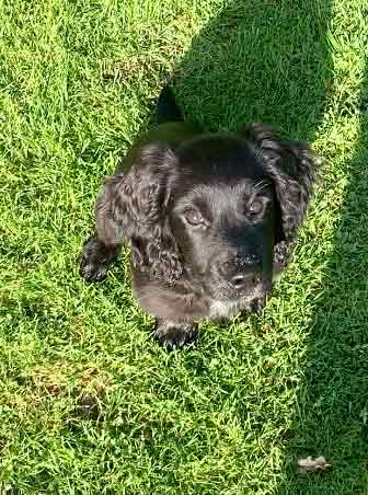 photo of a black english cocker spaniel puppy sitting on grass