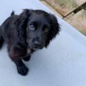 photo of a black english cocker spaniel puppy sitting on a raised bed