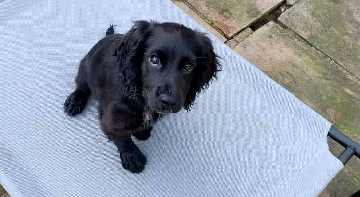 photo of a black english cocker spaniel puppy sitting on a raised bed