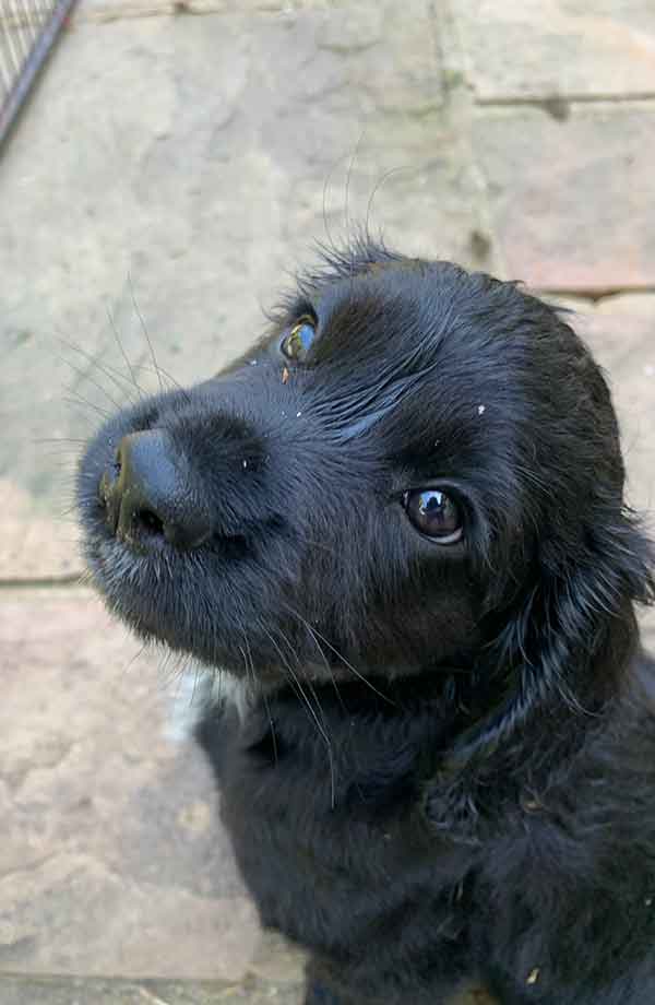 photo of a black english cocker spaniel puppy looking soulfully at the camera