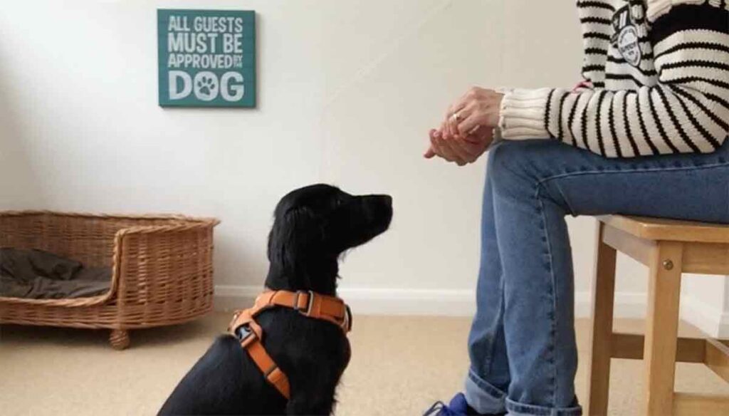 photo of a black english cocker spaniel puppy playing the unlock game