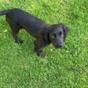 young black english cocker spaniel puppy on grass