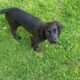 young black english cocker spaniel puppy on grass