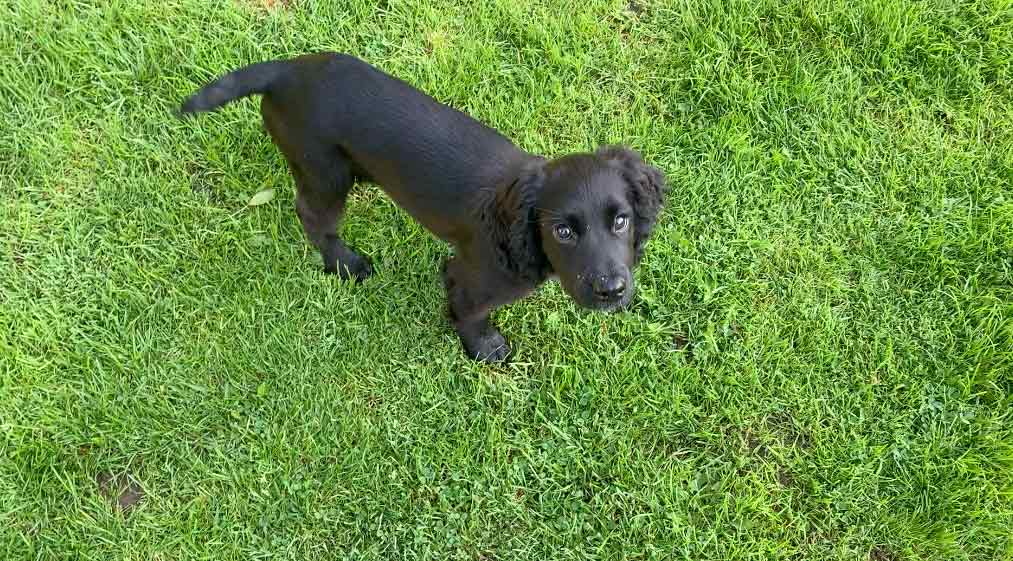 young black english cocker spaniel puppy on grass