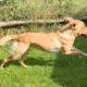 young yellow labrador running around on grass