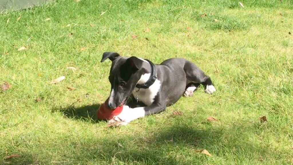 photo of a whippet puppy laying in the grass with a classic kong toy