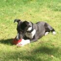 photo of a whippet puppy laying in the grass with a classic kong toy