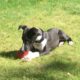 photo of a whippet puppy laying in the grass with a classic kong toy