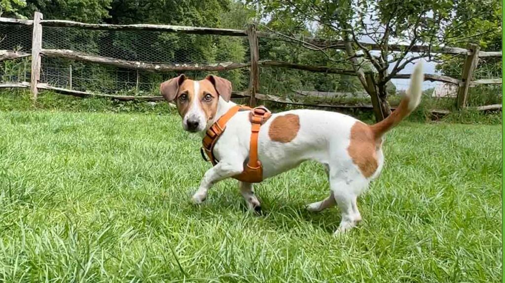 Photo of a Jack Russell Terrier wearing an orange body harness