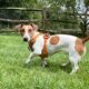 Photo of a Jack Russell Terrier wearing an orange body harness