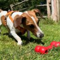 jack russell terrier retrieving a kong goody bone