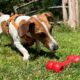 jack russell terrier retrieving a kong goody bone