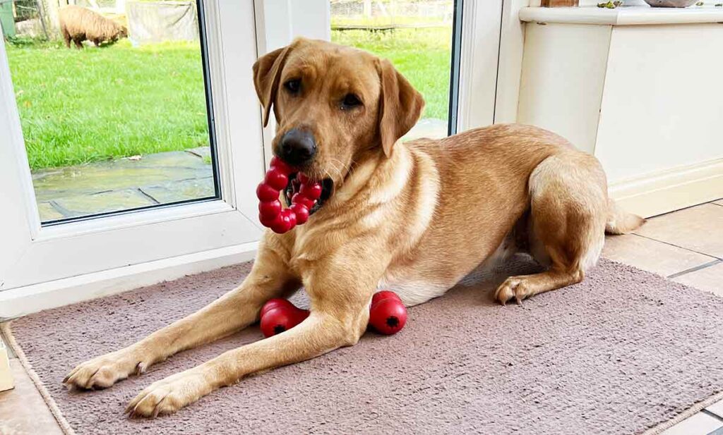 yellow labrador lying by a glass door