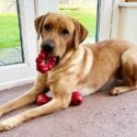 yellow labrador lying by a glass door