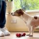 photo of a dog looking up at a person sitting next to them. There is a red bone on the floor